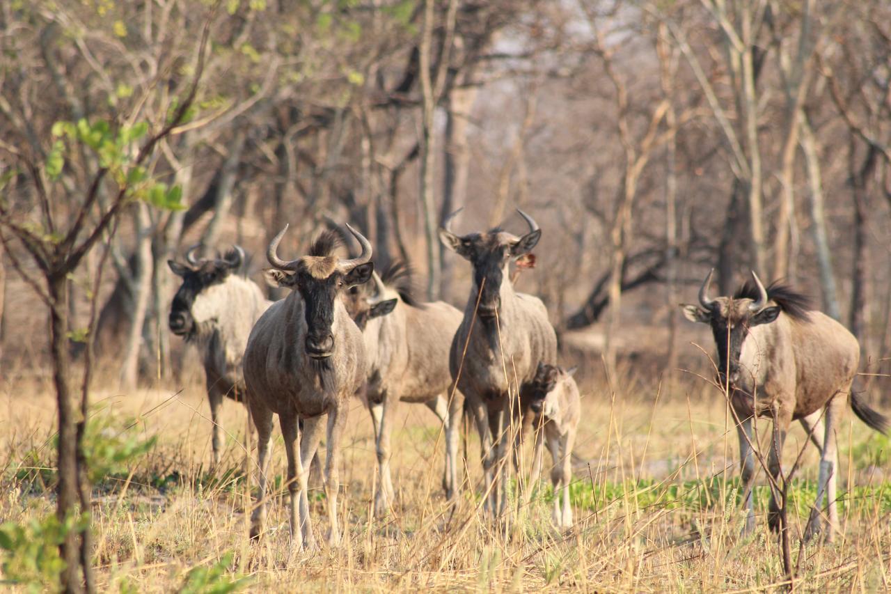 Chaminuka Lodge Lusaka Esterno foto